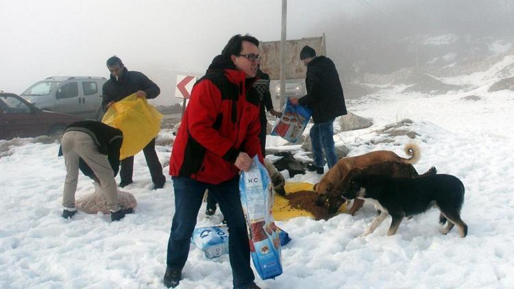 Karda aç kalan köpeklere mama desteği