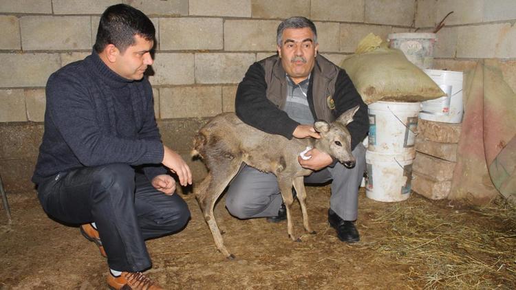 Köpeklerin saldırdığı ceylan yavrusuna vatandaş sahip çıktı