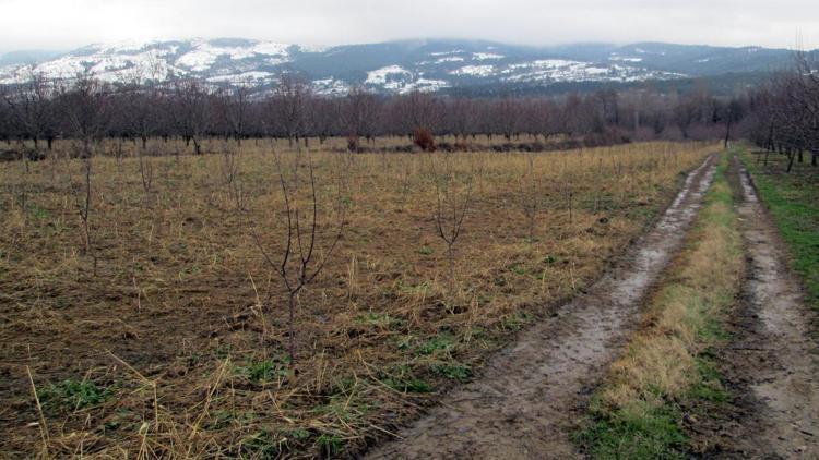 Fareler yüzlerce meyve fidanına zarar verdi