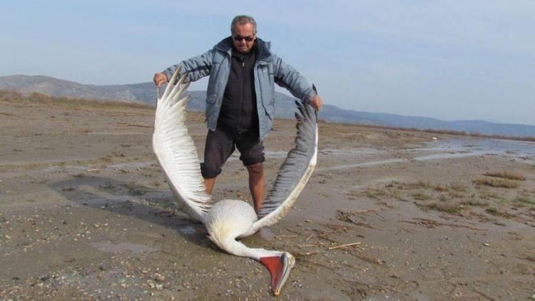 Avcıların öldürdüğü pelikan eğitim materyali olacak