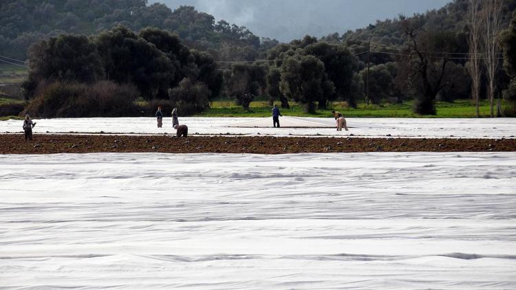 Muğla’da her mevsim patates yetiştirilecek