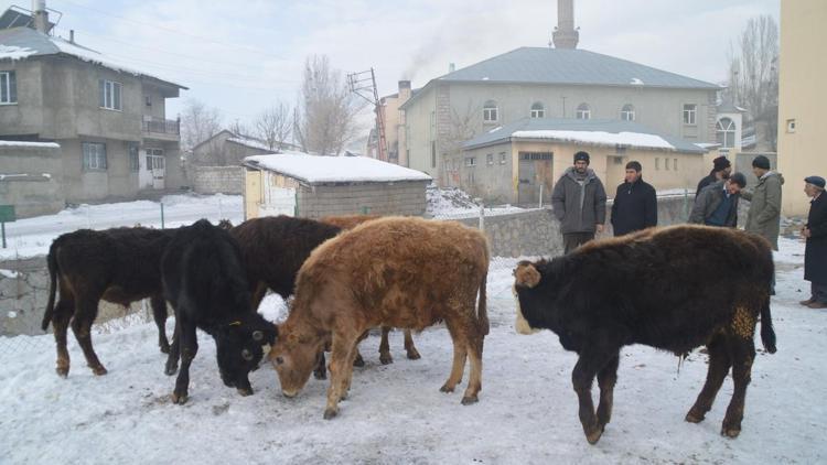 Soğuk hava hayvan pazarını olumsuz etkiledi