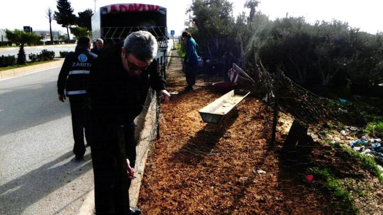 Muratpaşada canlı hayvan satış yerleri kaldırıldı