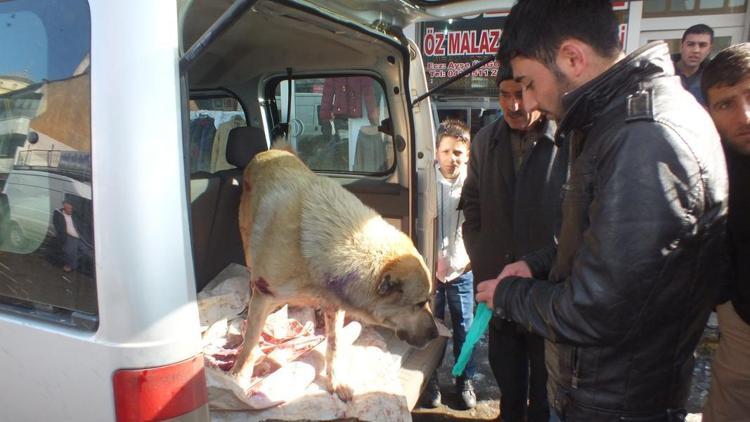 Köye inen aç kurtlar, çoban köpeklerine saldırdı