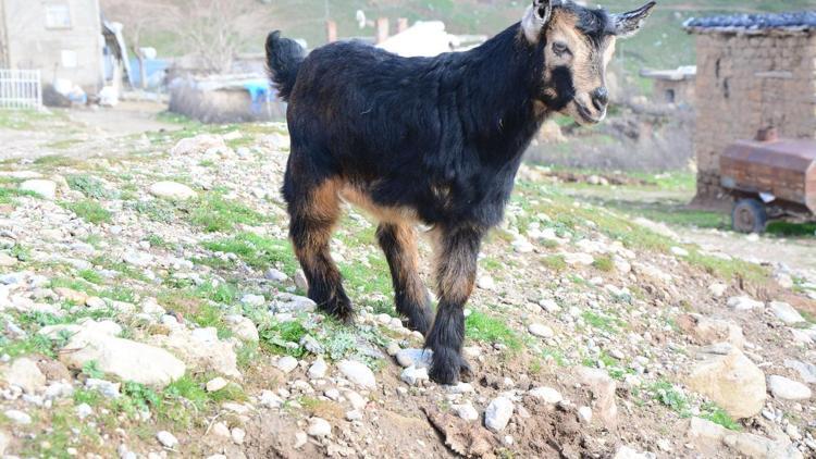 Üç ayaklı keçi görenleri şaşırtıyor