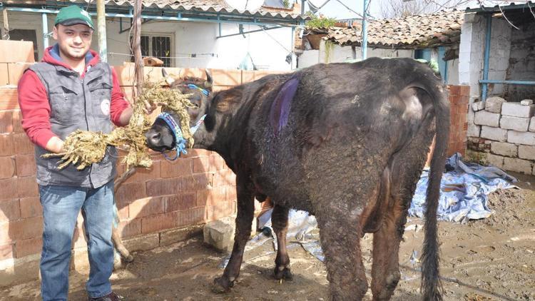 Gebe ineğin karnından 2 kilo halat çıktı