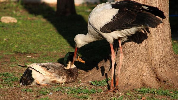 Görmeyen ve felçli ördeğe, pelikandan şefkat