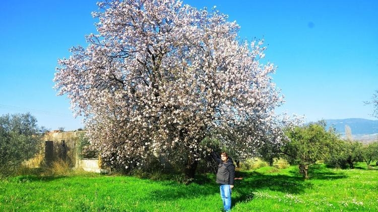 Turgutluda erik ve badem ağaçları çiçek açtı