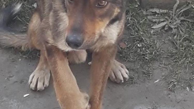 Yaralı sokak köpeklerine veteriner sahip çıktı