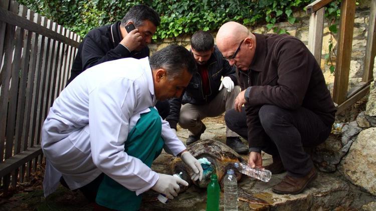 Yaralı Caretta caretta tedavi altına alındı