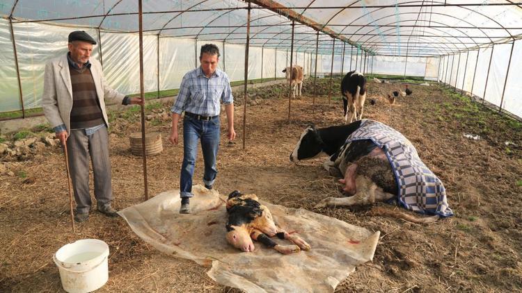 Muğlada çift başlı buzağı doğdu