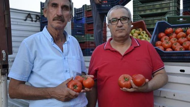 Çameliden Suudi Arabistana sera domatesi