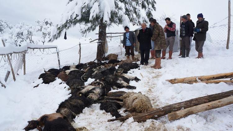 Denizlide ağılın çatısı çöktü