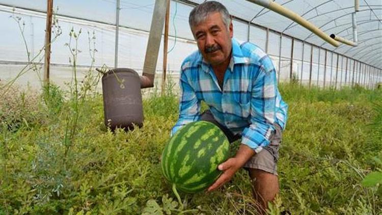 Silifke karpuzunda hasat zamanı