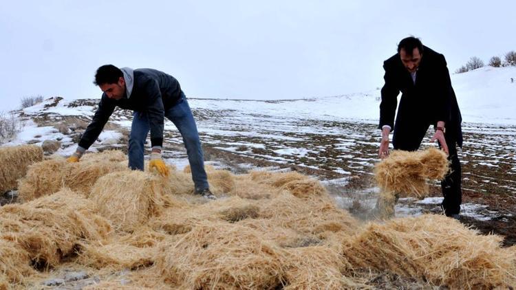 Koruma tedbirleri Tecerde dağ keçisi sayısını artırdı