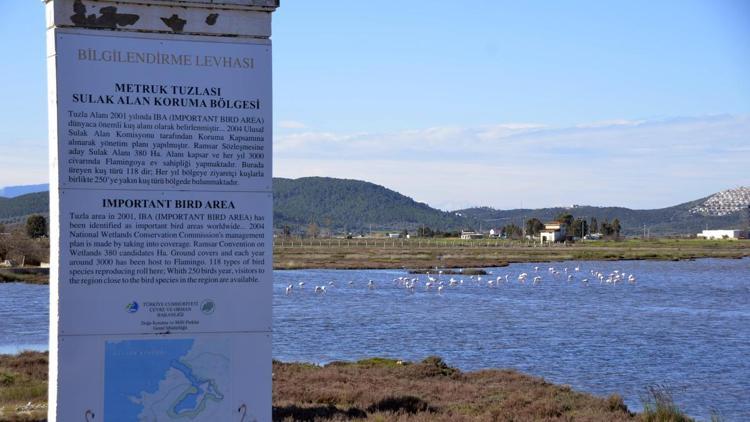 Tuzla Sulak Alanına göçmen kuş akını