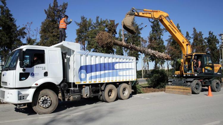 Sökülen palmiyeler Kadınlar Plajına