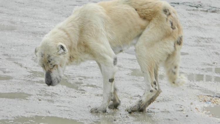 Gözleri görmeyen köpek koruma altına alındı