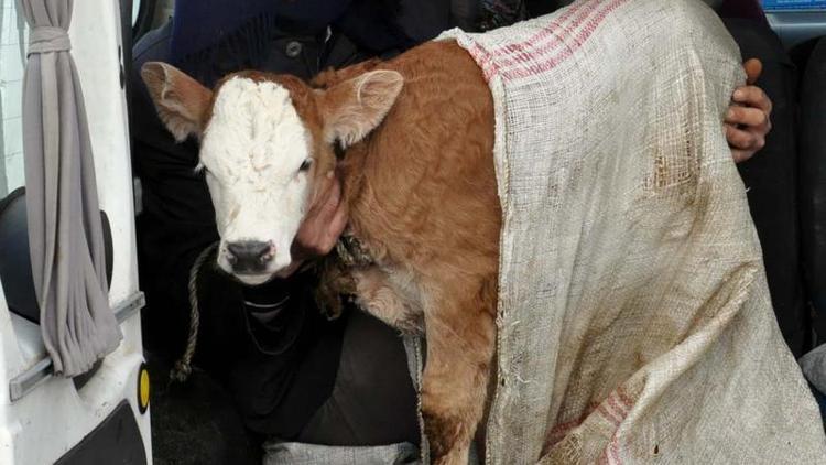 Annesi sakatlanan buzağıya komşu köyden süt anne