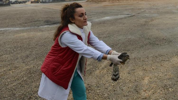 Tedavi edilen atamaca gökyüzüyle yeniden buluştu