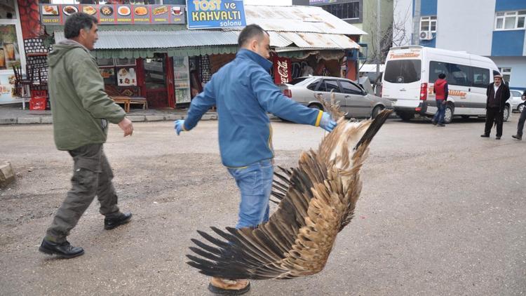 Ormanda bulunan akbabaya vatandaş sahip çıktı