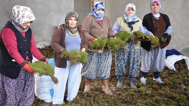 Dağ yosununu gelir kapısı oldu