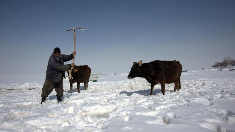 Hayvanlarının su ihtiyacını buz tutan gölden karşılıyorlar