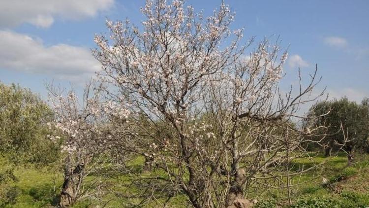 Yalancı Bahara Aldanan Ağaçlar Çiçek Açtı
