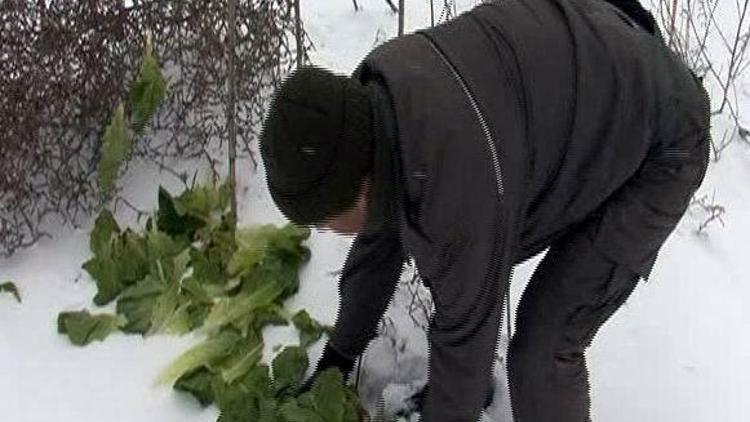 Yabani Hayvanlara 2 Yılda 7 Ton Yem Bırakıldı