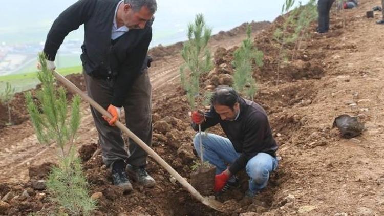 Cizre Belediyesi 18 Bin Metrekare Alan Üzerinde Yeşil Alan Çalışması Başlattı