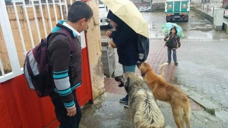 Ödemiş’te Başı Boş Köpekler Öğrencileri Korkutuyor