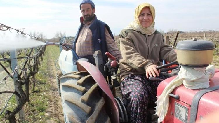 AK Partili Güzide İçen Kasap, Traktör Kullanıp Üzüm Bağlarını İlaçladı