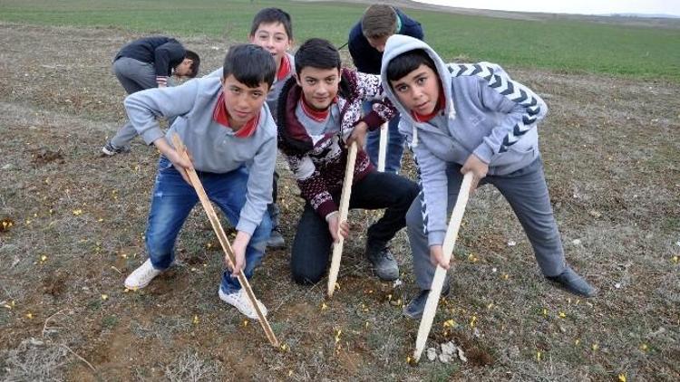 Sorgun’da Çiğdem Şenliği Düzenlendi