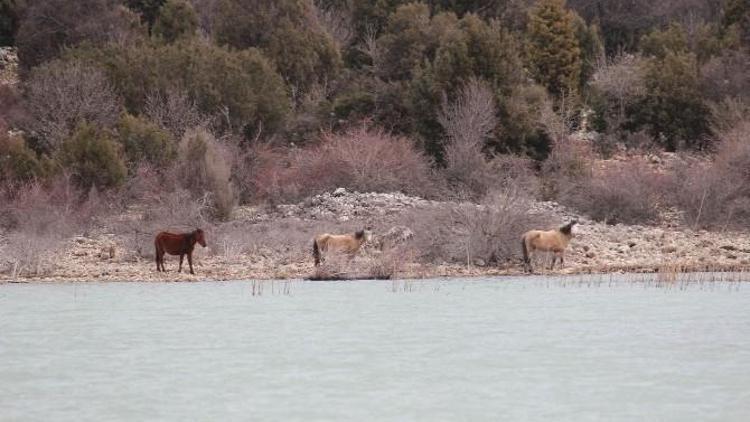 Beyşehir Gölü Adalarına AT Bırakma Geleneği Hala Sürüyor