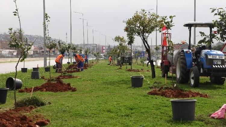 Sökülen Turunçlar Antalya’nın Girişini Süsledi