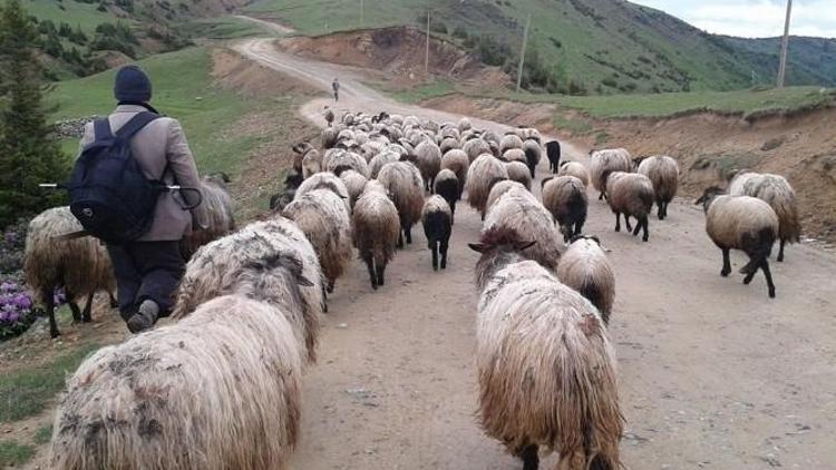 Çoban Değil Sürü Yönetimi Elemanı