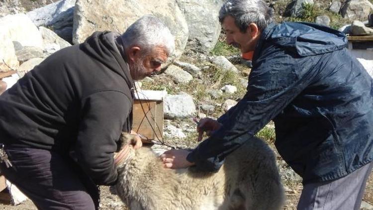 Bilecik’te “Kuduz Ve Şap Aşılama” Kampanya Başlatıldı