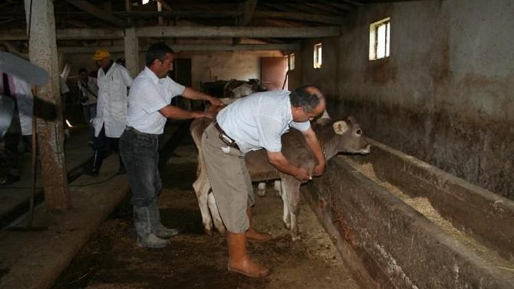 Aşılama Kampanyaları Başladı