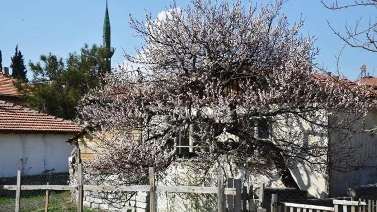 Gediz’de İlkbahar Kendini Erken Gösterdi