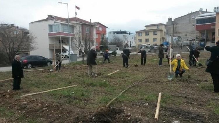 Zeytin Fidanları Toprakla Buluştu