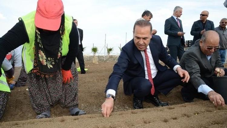 Adana’da Hollanda Modeli Çiçek Üretimi İçin İlk Adım