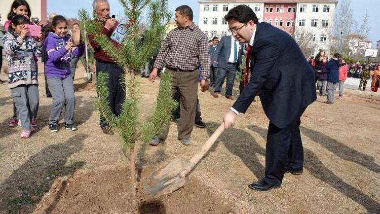 Aksaraylı Şehitlerin Adına Çam Fidanı Dikildi