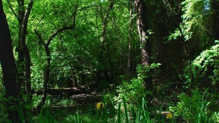 Köyceğiz’de ’Sığla Ağacı Dikim Şenliği’ Yapılacak