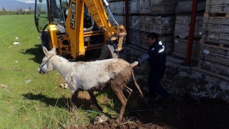 İtfaiyeden Eşek Kurtarma Operasyonu