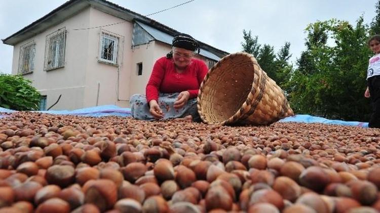 728 Ton Tavuk Ayağı, Bin 256 Ton Fındık İhraç Edildi