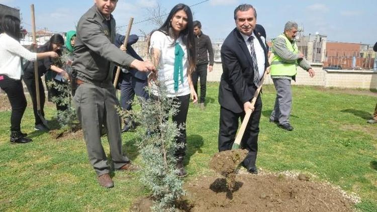 Öğrenciler Okulun Bahçesine 310 Fidan Dikti