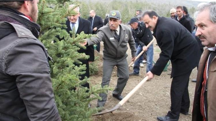 Orman Haftası Kutlamarında Fidan Dikimi Yapıldı