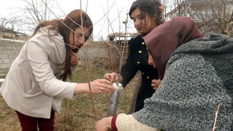 Üniversiteli Öğrencilere Uygulamalı Aşı Ve Budama Eğitimi