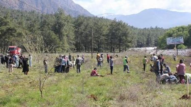 Köyceğiz’de Sığla Dikim Şenliği Düzenlendi