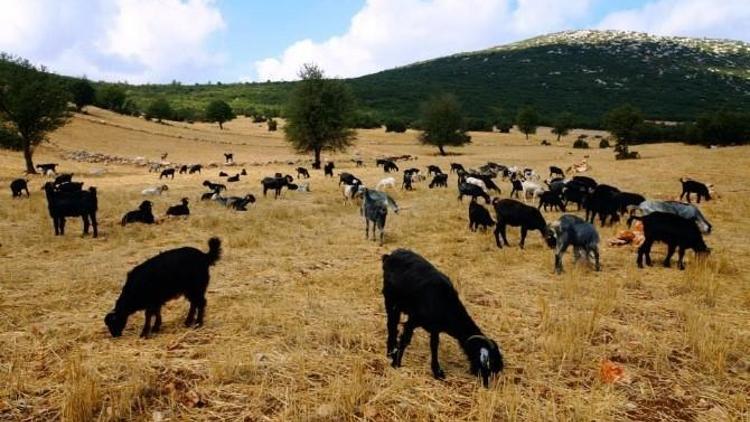 Doğaseverler Göç Yolunda Yürüyecekler